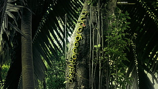 palm tree, Desktopography, jungle, plants, trees