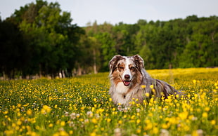selective focus photography of adult long-coat brown and white dog on yellow flower field