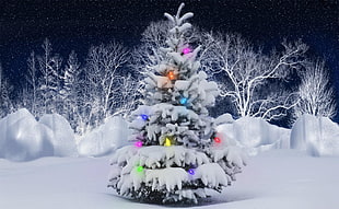Christmas tree covered with snow HD wallpaper