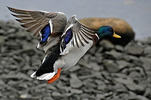 blue, green, and white duck near gray stone fragments