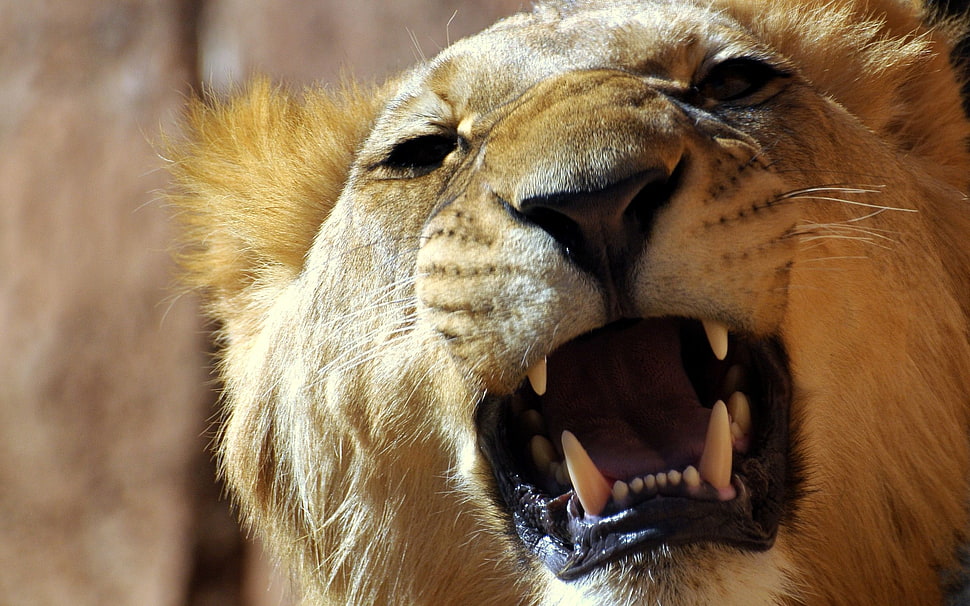 closeup photography of brown lion face HD wallpaper