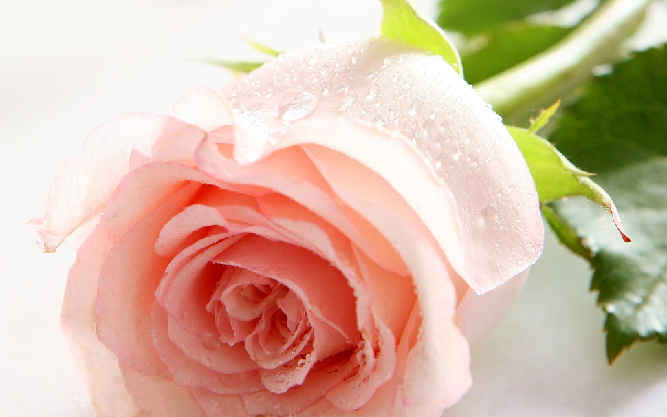 pink rose HD wallpaper