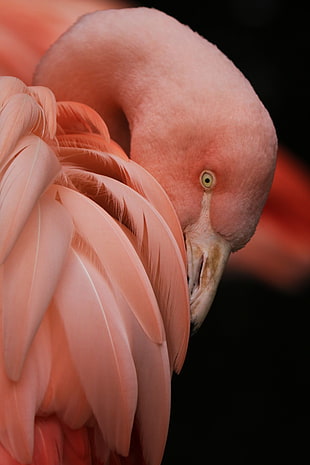 closeup photography of flamingo HD wallpaper