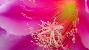 pink and white petaled flower in close-up view photography