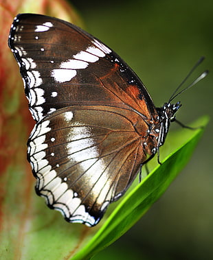 macro photography of brown, black, and white butterfly