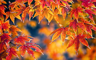 selective focus photography of orange-and-red leaves