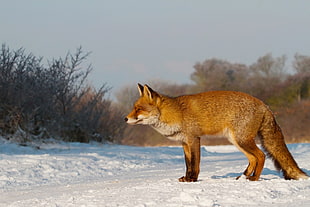 brown fox standing on snow