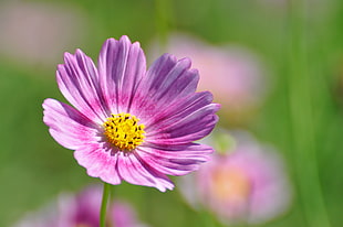 selective focus photo of pink Cosmos flower HD wallpaper