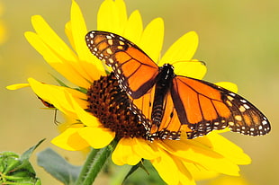 Monarch Butterfly perched on yellow petaled flower in closeup photography