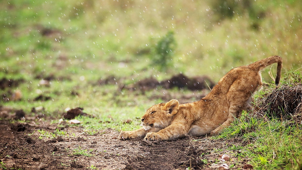 lion cub, lion, baby animals, animals, rain HD wallpaper