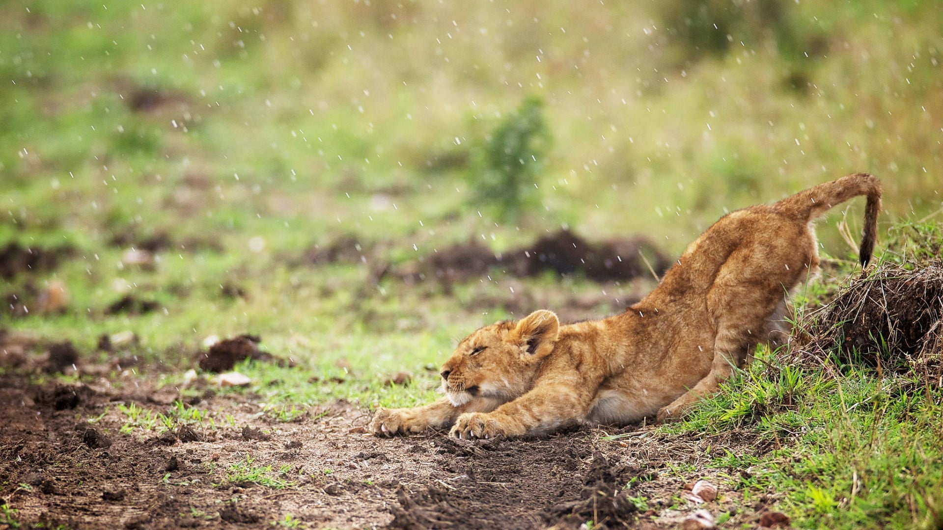 lion cub, lion, baby animals, animals, rain