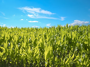 green plants under white clouds, cornfield HD wallpaper