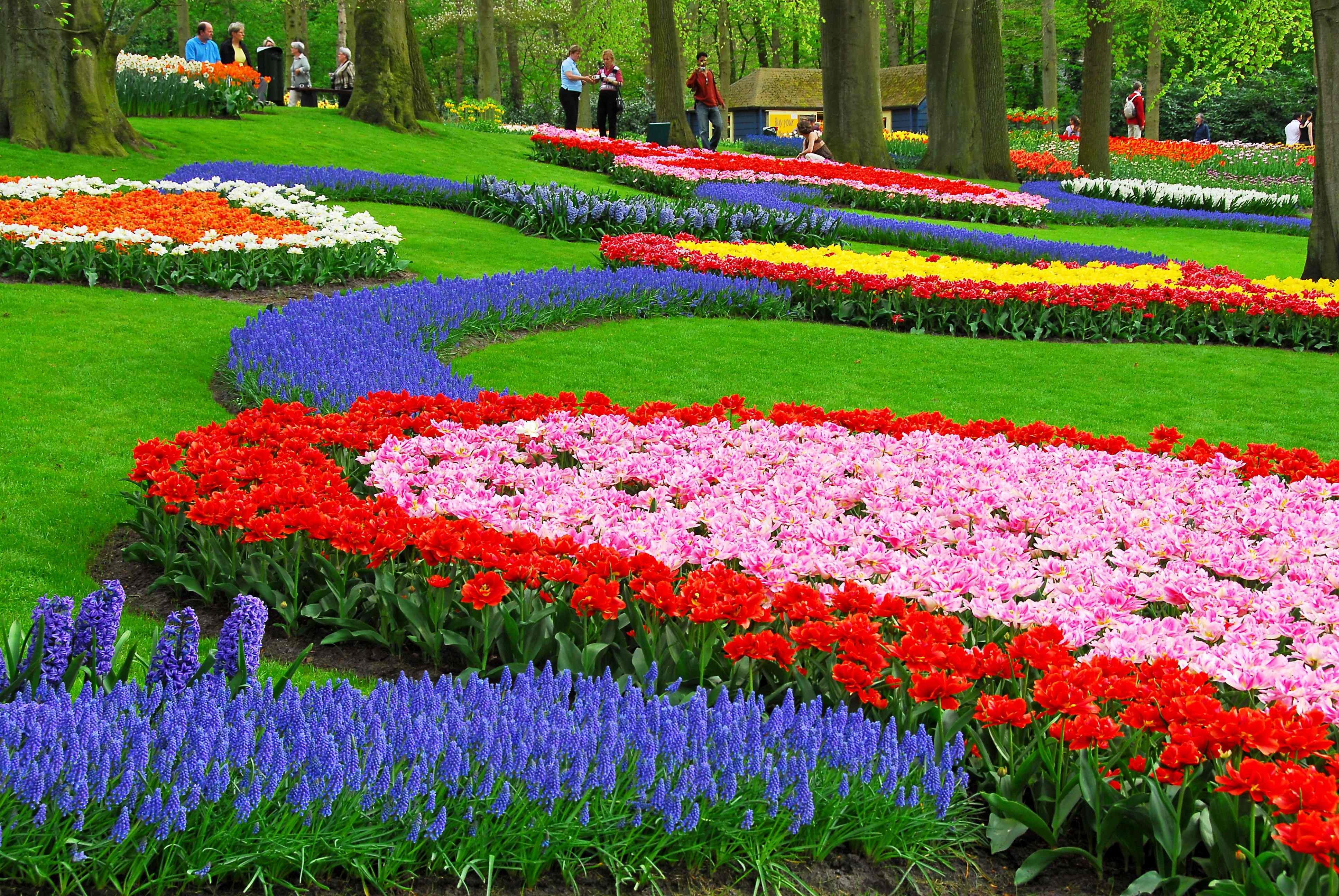 picture of red, blue and yellow flowers in park