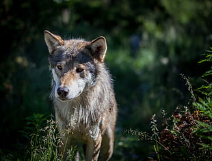 gray wolf on focus photo, eurasian wolf