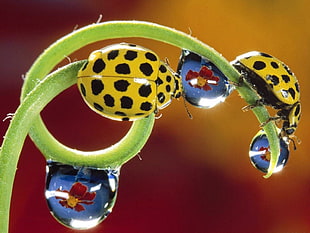 close up photo of 2 beetles HD wallpaper