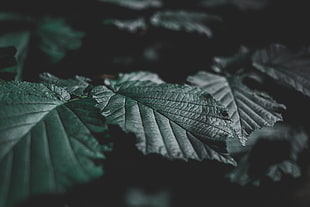 green leaves, Leaves, Veins, Close-up HD wallpaper