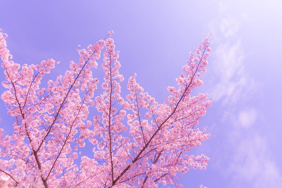 pink Cherry blossom during daytime HD wallpaper