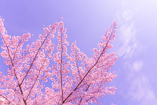 pink Cherry blossom during daytime