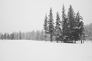 pine trees illustration, landscape, nature, trees, snow