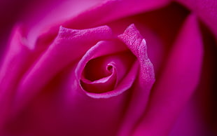 pink Rose flower in closeup photography