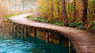 brown wooden bridge beside green trees, nature, bridge, path, water
