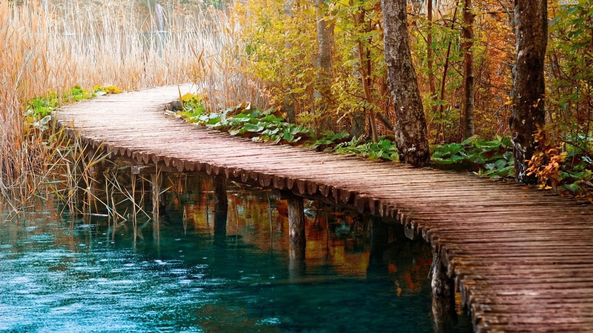 1536x864 Resolution Brown Wooden Bridge Beside Green Trees Nature