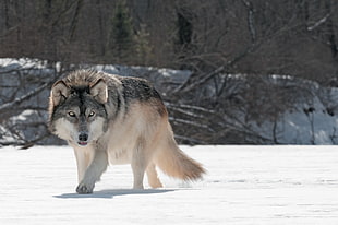 adult black and white wolf, wolf, animals, snow HD wallpaper