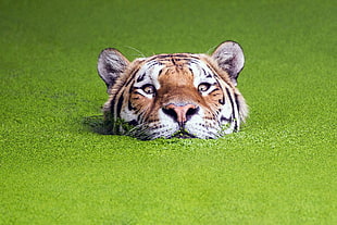 brown and black tiger, nature, green, animals, tiger HD wallpaper