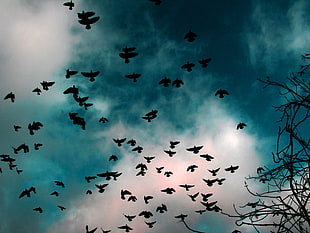 black bird on bare tree, birds, sky, clouds, animals