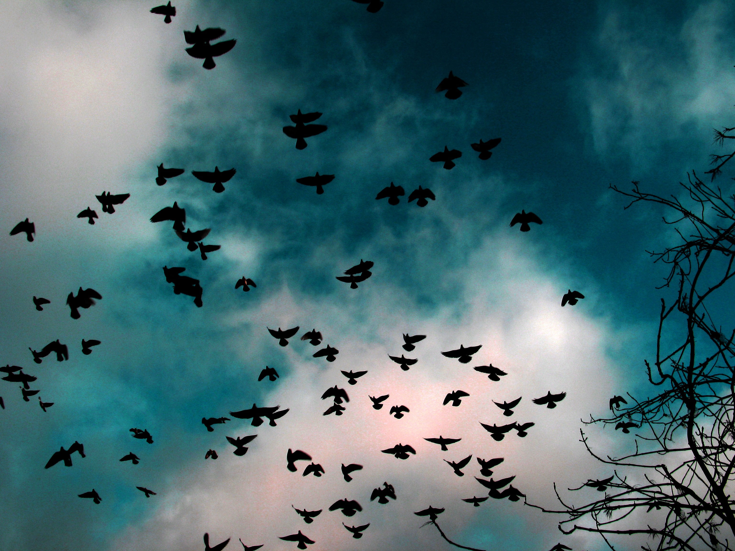 black bird on bare tree, birds, sky, clouds, animals