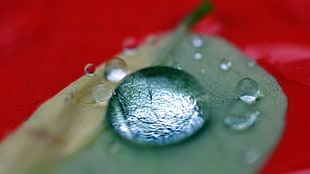 water dew photography