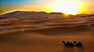 two camel sitting on desert