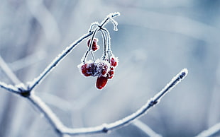 red fruit, winter, frost, cold, nature HD wallpaper
