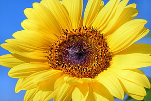 closeup photo of yellow Sunflower
