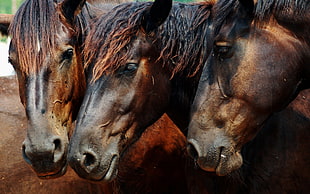 three brown horses HD wallpaper