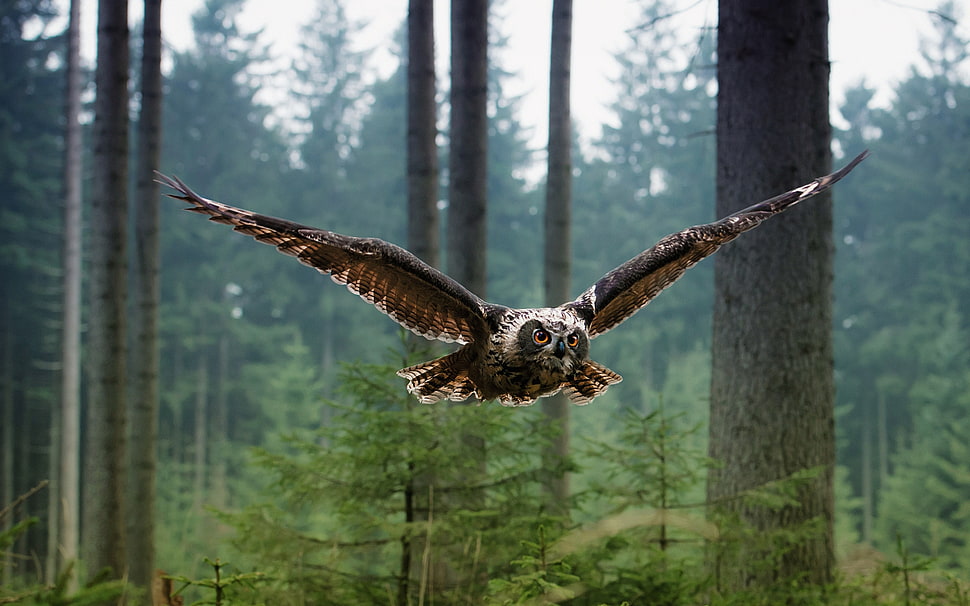 grey Owl flying in forest at daytime HD wallpaper