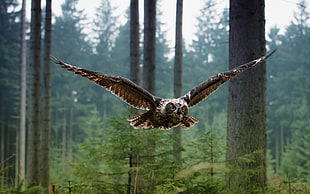 grey Owl flying in forest at daytime