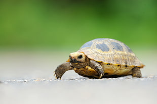 photo of brown and black turtle