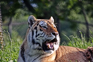 close up photo of tiger, toronto HD wallpaper