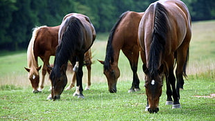 four brown horses, horse HD wallpaper