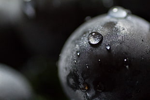 selective focus photography of dew droplets on black rock, fujisawa, kanagawa, japan