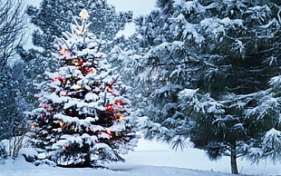 Christmas tree, Christmas, New Year