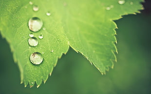 selective photography of water drops on green leaf