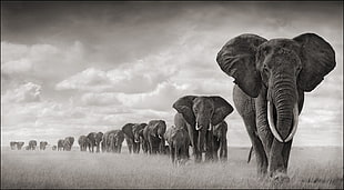 grayscale photo of herd of elephants