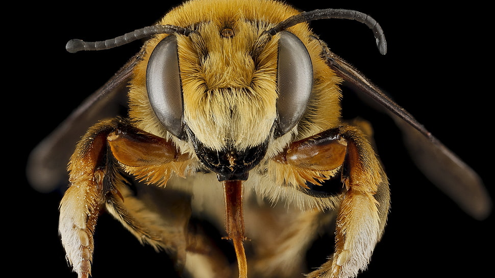 yellow wasp HD wallpaper
