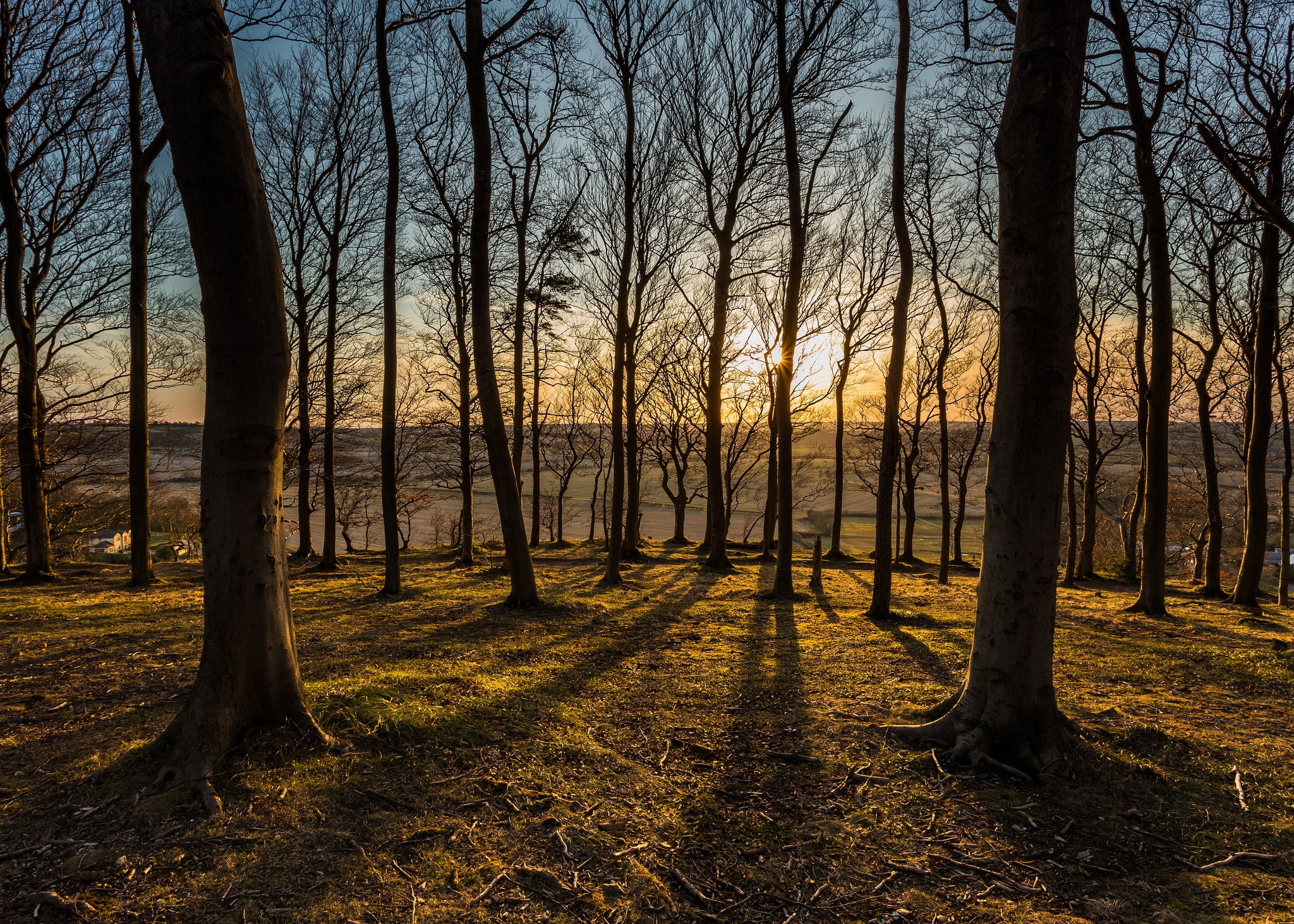 landscape photography of forest under sunset