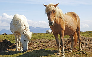 two brown and white horses