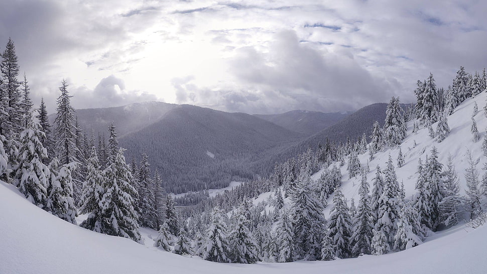 pine trees, landscape, winter HD wallpaper