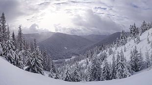 pine trees, landscape, winter