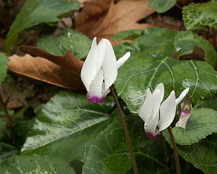 two white flowers and green leaf plant during daytime